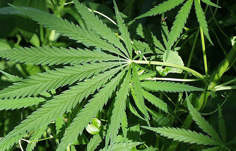 CBGa: The Genesis of Cannabinoids