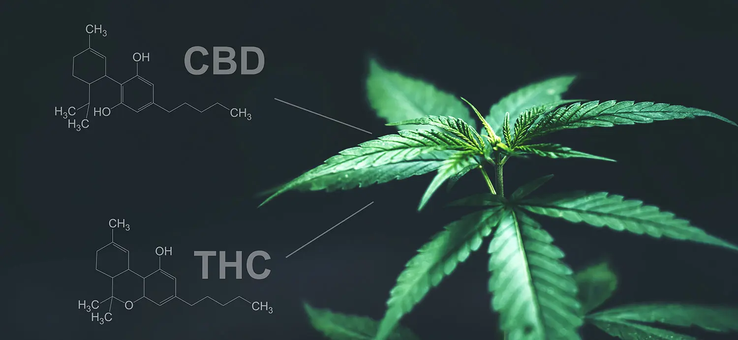 Top 10 HUGE THC and CBD Benefits