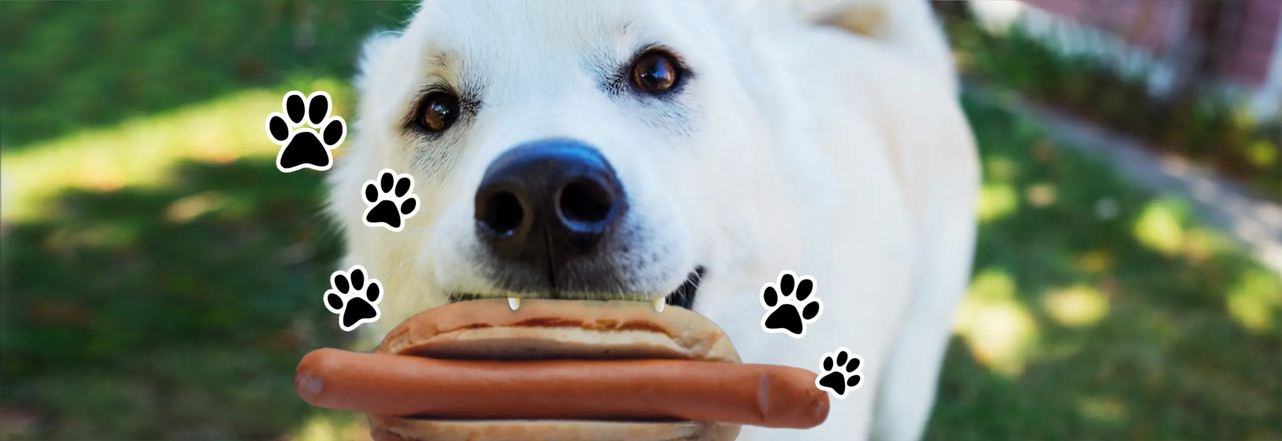 Get a FREE HOT DOG for National Dog Day 2022!