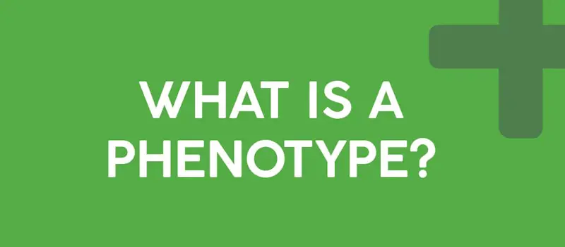 What Is a Phenotype?