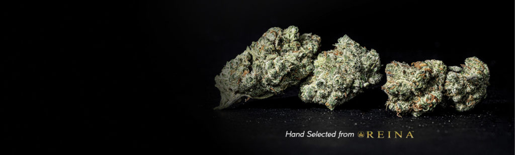 garlic cookies strain new fresh drop The Source+ cannabis marijuana dispensary